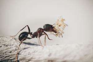 كفاءة الأفراد في مملكة النمل